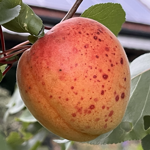 Eine kräftige rot gesprenkelte fast reife Aprikose am Baum, im Hintergrund sieht man oben eine Dachkante mit eingefahrener Markise und PV-Modulen.