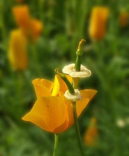 A close-up shot of a bright orange California poppy flower with two green stalks emanating from the flower's center, each topped with a developing seed pod enclosed by a light yellow, saucer-shaped rim. The background is a soft, out-of-focus green, suggesting a field of similar flowers.