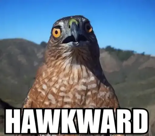 Classic "HAWKWARD" meme of a hawk looking awkwardly at the camera with the text HAWKWARD beneath.