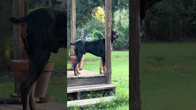 Handsome Doberman on Deck: Just Look at This Good Boy! 🐾❤️ | Porch Vibes