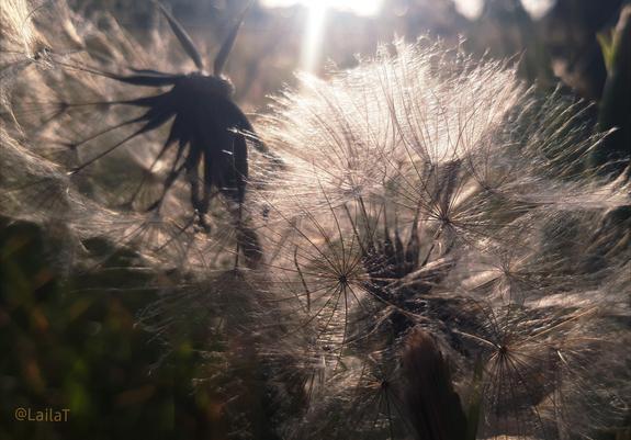 Zwei Pusteblumen im Gegenlicht.
