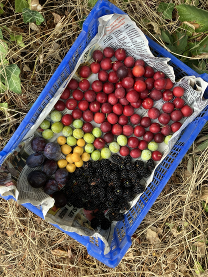 Photo d’une cagette remplie de petits fruits : prunes rouges et vertes, mirabelles, quetsches et mûres.