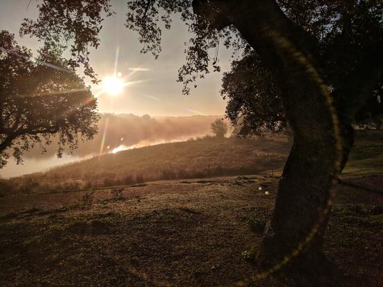 A stunning wide shot captures the Albufeira da Barragem de Odivelas in the morning, with a radiant sunburst dominating the left side of the frame. The golden light illuminates a misty haze hovering over the reservoir and the undulating landscape beyond, creating a soft, ethereal glow. In the foreground, the silhouetted branches of two large trees frame the scene, with one tree prominently on the right and another partially visible on the left. The ground in the foreground appears to be a grassy hill, catching the warm morning light. The overall impression is one of peaceful natural beauty at sunrise.