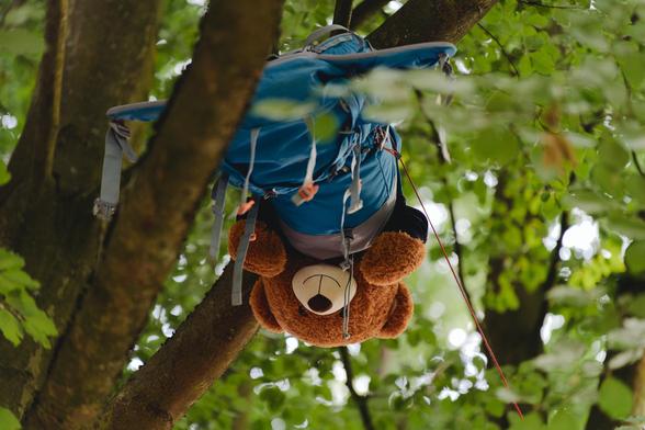 Ein Plüsch-Bär ist sicher in einem blauen Rucksack verpackt, und wurde in einer Baumkrone fachgerecht angeseilt. Der Kopf und die Arme schauen aus dem Rucksack heraus und schauen Richtung Boden.
