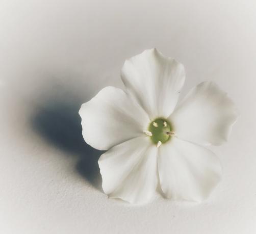 A close-up shot features a single, pristine white flower with five petals, centrally positioned against a clean, light grey background. The petals are broad and slightly crinkled, with subtle variations in shading that give them depth. In the centre of the flower, a small, bright green pistil is visible, surrounded by tiny, barely discernible stamens. A soft, dark shadow is cast to the left of the flower, indicating a light source from the upper right. The overall impression is one of delicate simplicity and natural elegance.