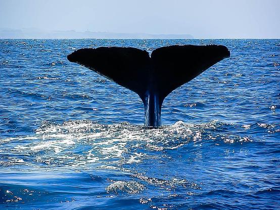 Tail of a whale seen above the water as this massive animal is diving to deep waters
