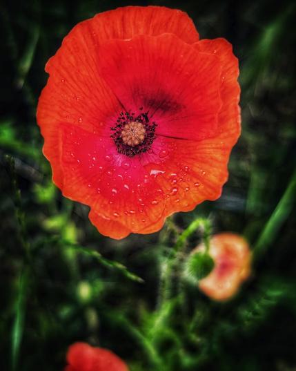 A striking close-up shot captures a vibrant red poppy, viewed from directly above, with its delicate petals adorned with numerous tiny water droplets. The flower's dark centre, featuring intricate stamens and a prominent seed head, provides a dramatic contrast to the bright red petals. The background is softly blurred, showing glimpses of green foliage and another out-of-focus orange poppy below, suggesting the flower is nestled within a field or garden. The overall impression is one of natural beauty, highlighting the poppy's intricate details and vivid colour.