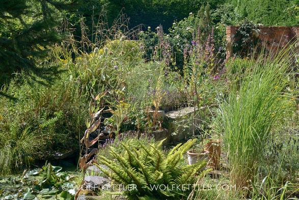 A densely planted area in the garden - flowering perennials, ornamental grasses and weeds. I am sorry but there is too much jungle to describe in detail.