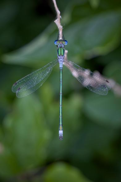 Una libellula dal corpo verde e blu viene vista dall'alto mentre sta posata su un ramo,.lo sfondo è sfocato di foglie verdi