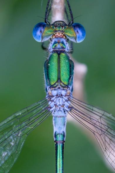 Il solo dettaglio della testa e del corpo centrale di una libellula dal corpo verde e blu viene vista dall'alto mentre sta posata su un ramo,.lo sfondo è sfocato di foglie verdi
