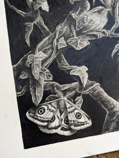 Zoom sur une partie du dessin, paon de nuit