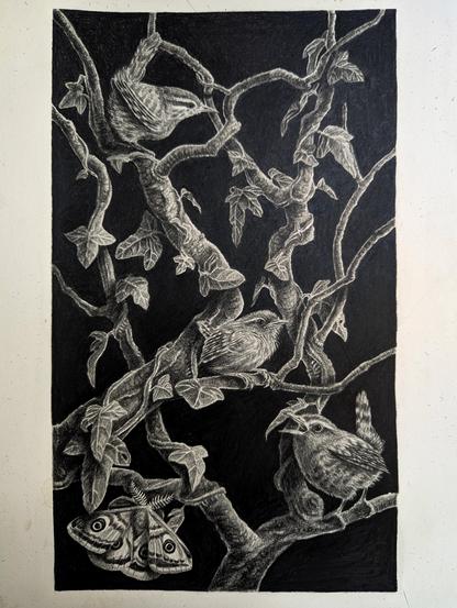 Illustration réalisée au crayon à papier avec troglodytes et paon de nuit