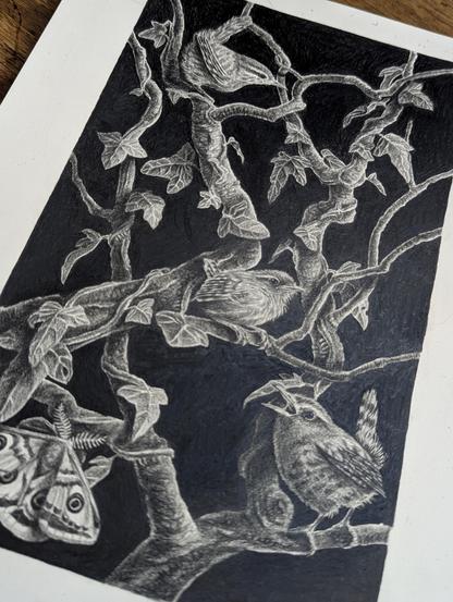 Illustration réalisée au crayon : Troglodyte et papillon