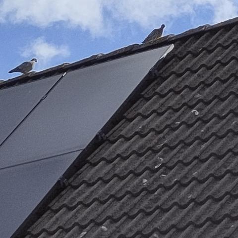Koppel Turkse tortels samen op een dak wandelend