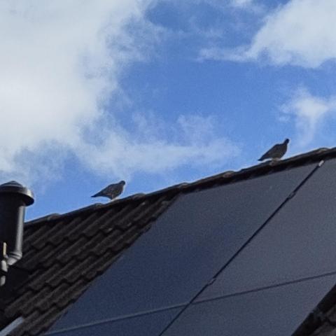 Koppel Turkse tortels samen op een dak wandelend