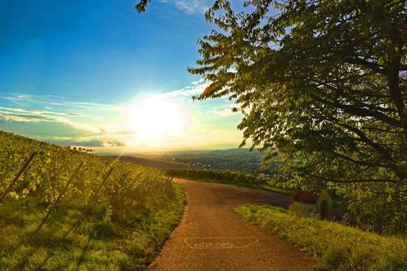 Eine Landschaftsaufnahme eines Weinbergs gegen die Sonne fotografiert. A landscape photography Show against the sun.