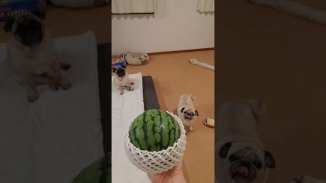 スイカが大好きなパグ親子(2025)