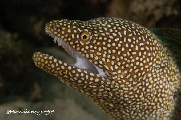 Portrait of a moray eel at an undersea reef. It is covered uniformly with white spots, and its mouth is white with small translucent needle-like teeth.