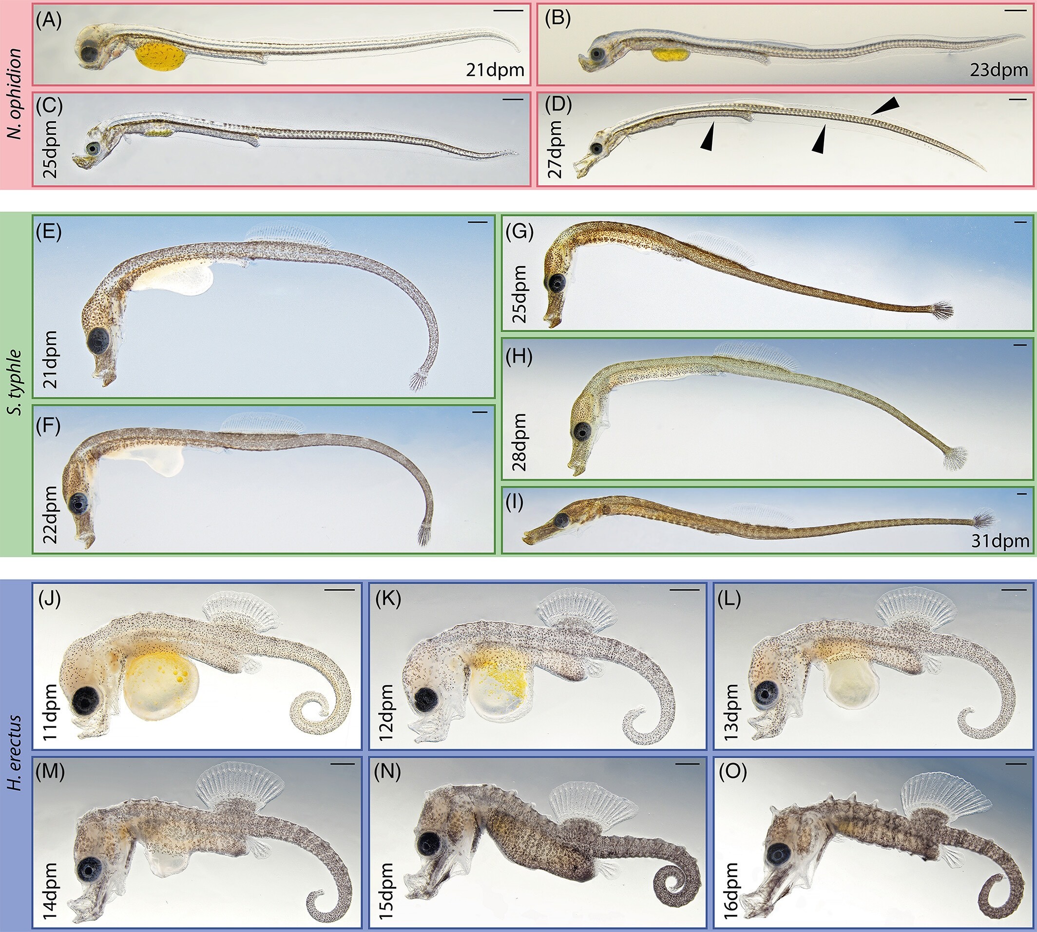 Developmental series for three species of syngnathid