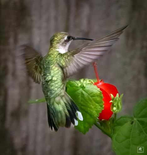Color photo of a female ruby-throated hummingbird with a bright green back hovering before a red Turk’s Cap flower.