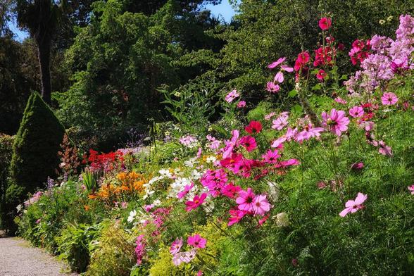 A vibrant garden scene with a gravel path curving to the left, flanked by an abundance of colourful flowers in full bloom. On the right, a large swathe of pink and fuchsia cosmos flowers dominates the foreground, with smaller clusters of white, orange, and red flowers further along the path to the left. Lush green foliage and tall trees form the backdrop, under a bright blue sky. A neatly trimmed conical evergreen bush stands prominently on the left side of the path.
