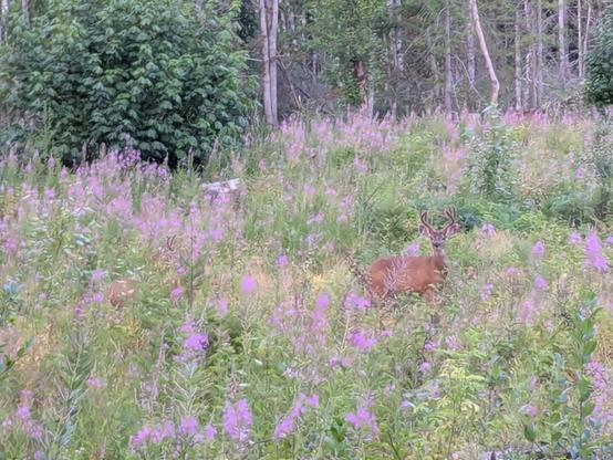 A deer with fuzzy antlers in a field of flowers.
