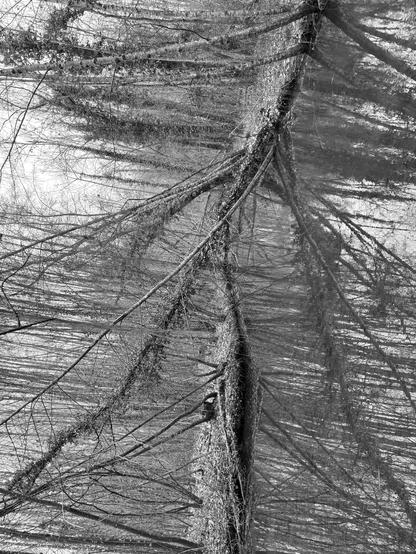 Pond reflecting the trees behind and the trees behind. Together they form a tangle of lines bordering on abstraction, especially when the image is rotated 90 degrees. (Version françæ) Mare reflétant les arbres derrière et arbres de derrière. L’ensemble forme æn entremêlement de lignes al limite dal abstraction, surtout que l’image est tournæ de 90 degrés.