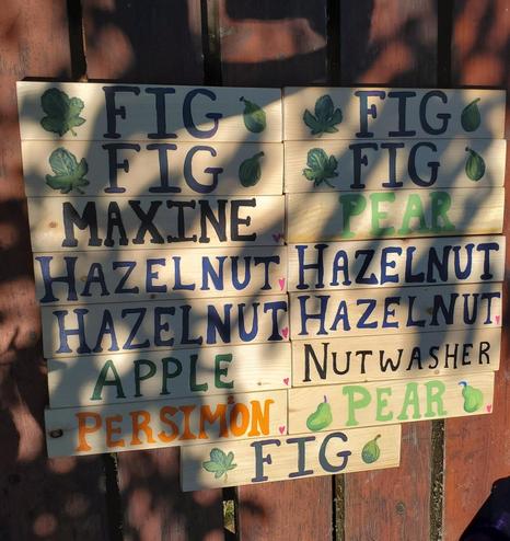 A collection of hand-painted wooden signs with the names of fruits and nuts, likely for a garden or orchard. The signs are stacked on wooden planks, with some in sunlight and others in shadow. The fruits and nuts included are "Fig," "Pear," "Hazelnut," "Apple," and "Persimmon". The signs also include the names "Maxine" and "Nutwasher". Each sign features hand-painted illustrations of the fruit and its leaf alongside the names.