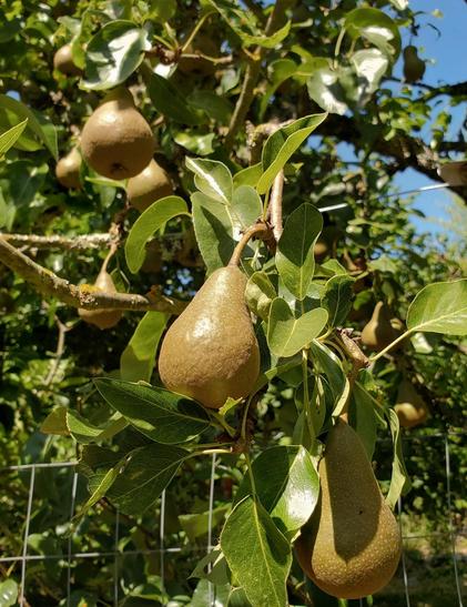 Bartlett pears growing on tree.