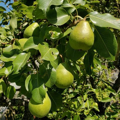 Anjou pears growing on tree.