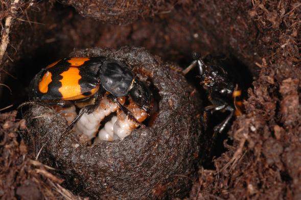 Dung beetle and larvae taken by Huber et al.