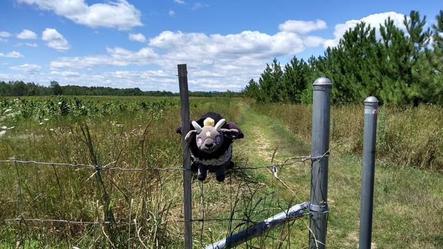 A wire fence at the entrance of a protected area. A gray and black plush goat is sitting on the fence. There is a walking path leading back into the field. On the right side of the path, there are some pine trees, but on the left side, there is lots of milkweed, flowers and native grasses.