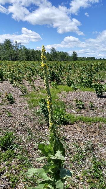 A recently cleared grassland -- the pine trees had been removed. There are some bare patches, but there is milkweed, mullein and native grasses starting to fill in the bare spots.