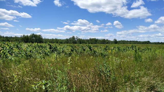 A field filled with milkweed and native grasses and sedges. In the distance are trees, and the sky is blue with a few white fluffy clouds.