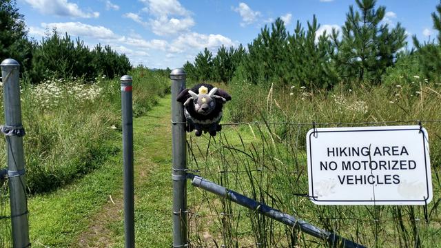 A wire fence at the entrance of a protected area. A gray and black plush goat is sitting on the fence. There is a walking path leading back into the field, and pine trees on both sides, leaving a small strip for native flowers and grasses.