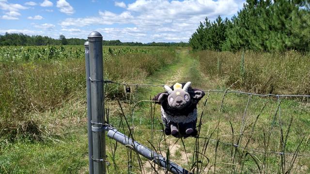 A wire fence at the entrance of a protected area. A gray and black plush goat is sitting on the fence. There is a walking path leading back into the field. On the right side of the path, there are some pine trees, but on the left side, there is lots of milkweed, flowers and native grasses.