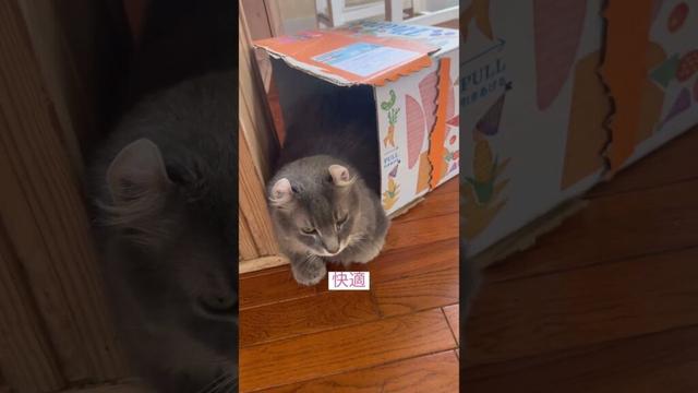 箱好き #ねこ動画 #アメリカンカール #catlife #animallife #animalshorts