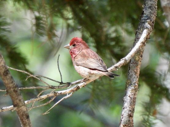 A red, brown and white bird perched gracefully on a tree branch, showcasing its vibrant plumage against the natural backdrop.