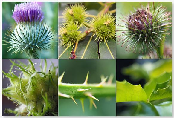 Eine Collage aus sechs Bildern, die alle stachelige Pflanzen zeigen: Distel, Kastanie, Klette, Haselnuss, Rosen und ein gezacktes Blatt.

A collage of six pictures, all showing prickly plants: Thistle, chestnut, burdock, hazelnut, roses and a serrated leaf.