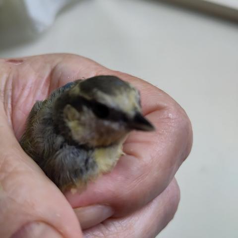 Jonge pimpelmees met nog grijs petje kijkt afwachtend, óf angstvallig? naar me op 
Was blijkbaar daags tevoren binnen gekomen omdat raam open heeft gestaan 
Nadat ik gefladder hoorde, met theedoek opgepakt, wilde weten wát dus foto via waarneming.nl geverifieerd, tot 3x toe zelfde uitslag ondanks dat petje niet blauw is.
Op video is te zien dat aan andere kant van het raam papa of mama pimpelmees zit, beide zien elkaar maar kunnen niet bíj elkaar, daarom was kleintje opeens onrustig gaan fladderen!
Even hierna buiten losgelaten ☺️