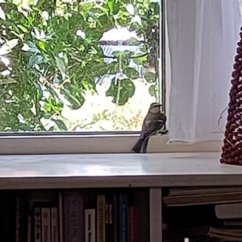 Mini vogeltje in hoekje  vensterbank  voor het raam 
Toen ik de foto nam zag ik niet dat ie binnen zat