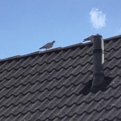 Koppeltje Turkse tortels dat samen 'n wandeling maakt op andermans dak