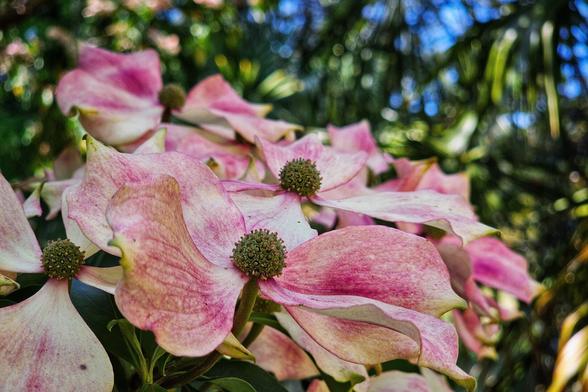 A close-up shot of several pink and white dogwood blossoms with visible green centres. The petals show delicate veins and soft colour variations, suggesting a gentle, natural beauty. The background is a soft blur of green foliage and hints of blue sky.