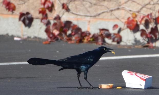 Male great-tailed grackle eating cheese sauce in a parking lot