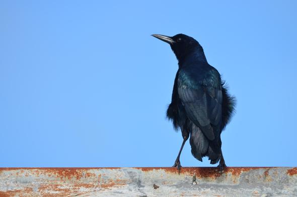 Male boat-tailed grackle on top of a roof at a cattle farm in Florida