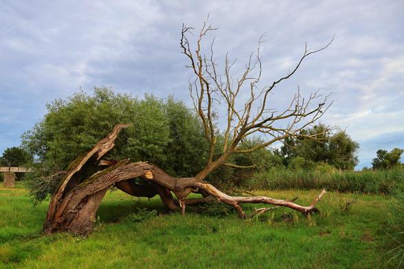 A striking horizontal shot captures a dramatically fallen and gnarled tree in a vibrant green meadow under a cloudy sky. The ancient tree's thick, textured trunk has snapped but remains rooted, with its lower section still alive with lush green foliage. The upper, longer branches extending to the right are completely bare, skeletal, and dark. In the background, a dense line of healthy green trees and reeds forms a natural wall. A hint of a concrete structure, possibly a bridge, is visible on the far left. The grass in the foreground is richly green with some yellow and brown patches.