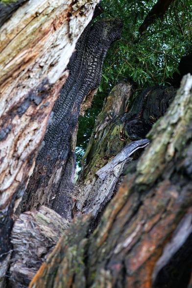 A detailed, close-up, low-angle shot captures the gnarled and damaged heart of a large, old tree. The rough, textured bark in shades of brown and grey dominates the foreground, slightly out of focus. The focus is on a deep, dark vertical crevice running through the centre of the trunk, revealing charred, black wood with a distinct pattern, indicative of past fire damage. Within the shadowed depths of the crevice, glimpses of bright green leaves are visible, suggesting life within the decaying wood. The overall impression is one of resilience and decay intertwined.