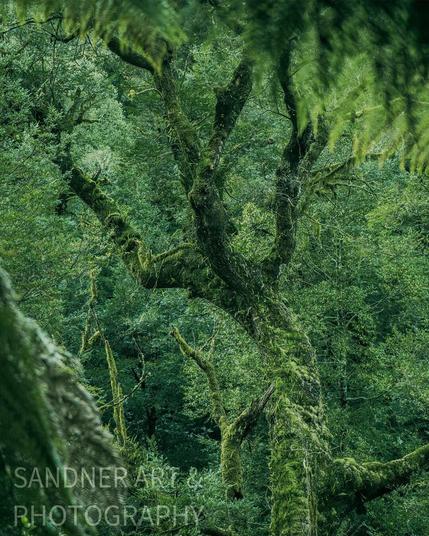 A richly textured rainforest scene from Tarra-Bulga National Park. A thick, moss-covered tree twists through the frame, its bark draped in ferns and lichen. Surrounding foliage forms a dense green wall, with layers of soft, misty vegetation fading into the background. The image evokes a sense of ancient stillness, where life quietly grows on every surface.