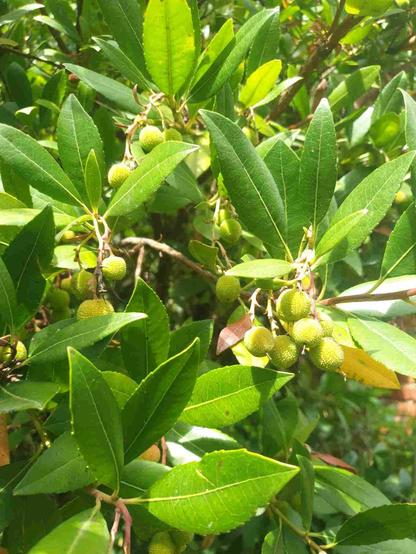 Arbousier, en juillet donc fruits encore verts