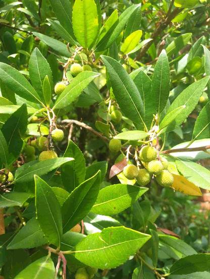 Arbousier, en juillet donc fruits encore verts